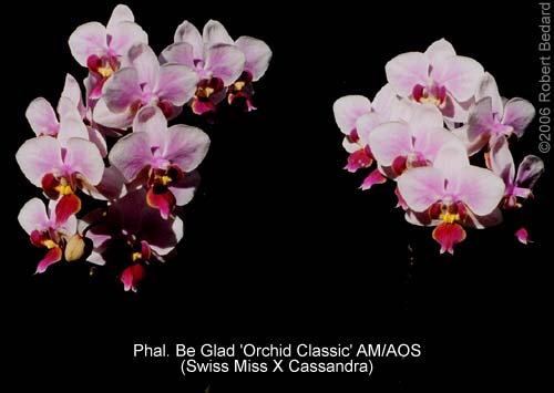 phal_be_glad_orchid_classic